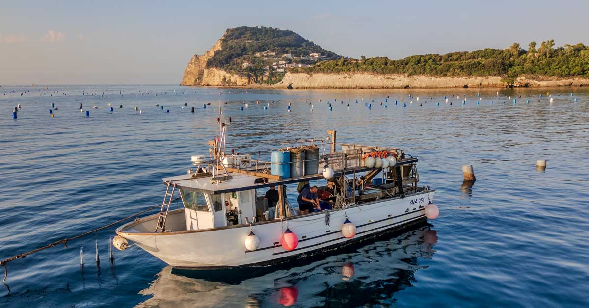 allevamento-cozze-ostriche-mitili-campi-flegrei