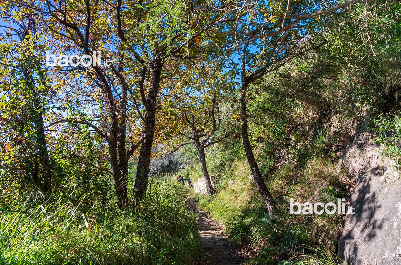 vegetazione lungo il percorso di trekking di capo miseno