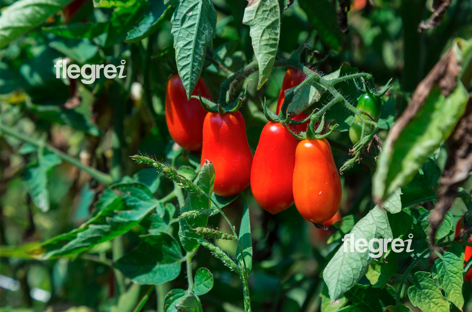 pomodoro-cannellino-flegreo