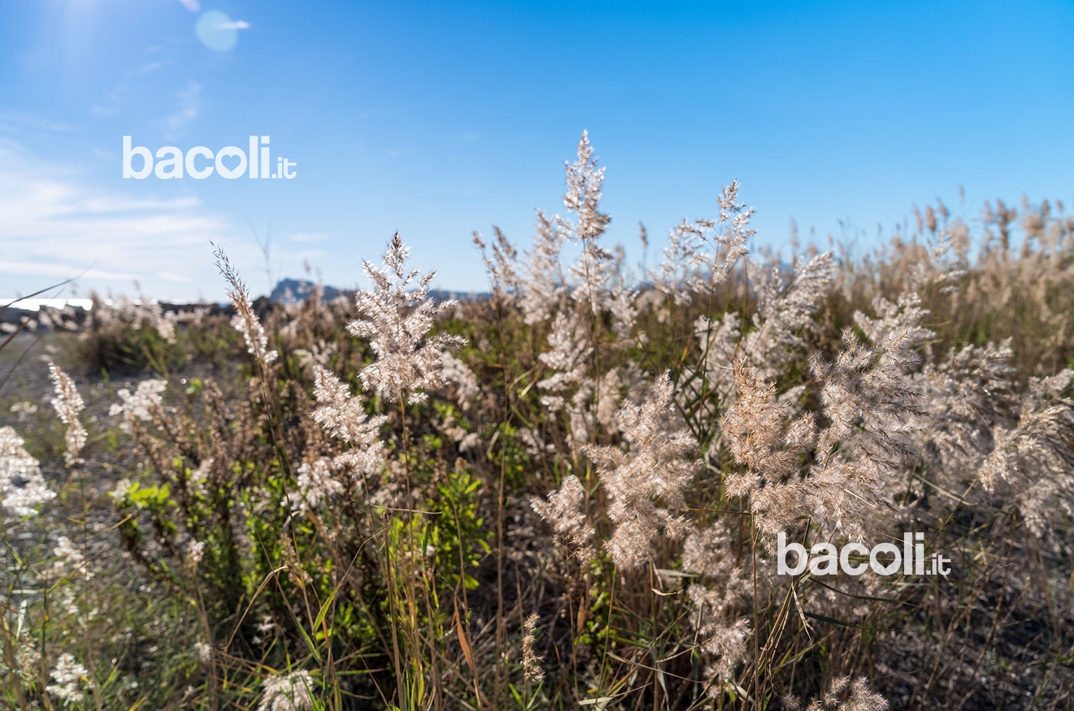 vegetazione-torrefumo