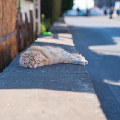 Festa Limone Procida 2025 0020