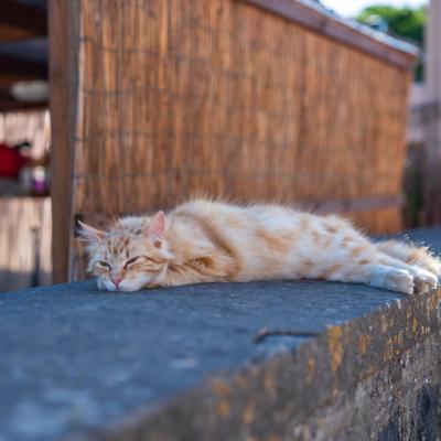 Festa Limone Procida 2025 0022