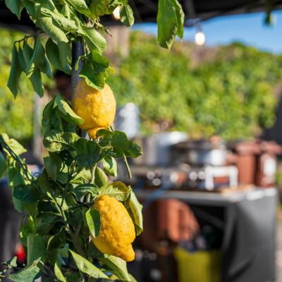 Festa Limone Procida 2025 0031