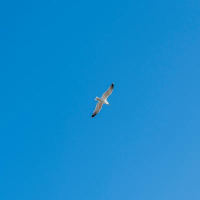 Festa Limone Procida 2025 0115