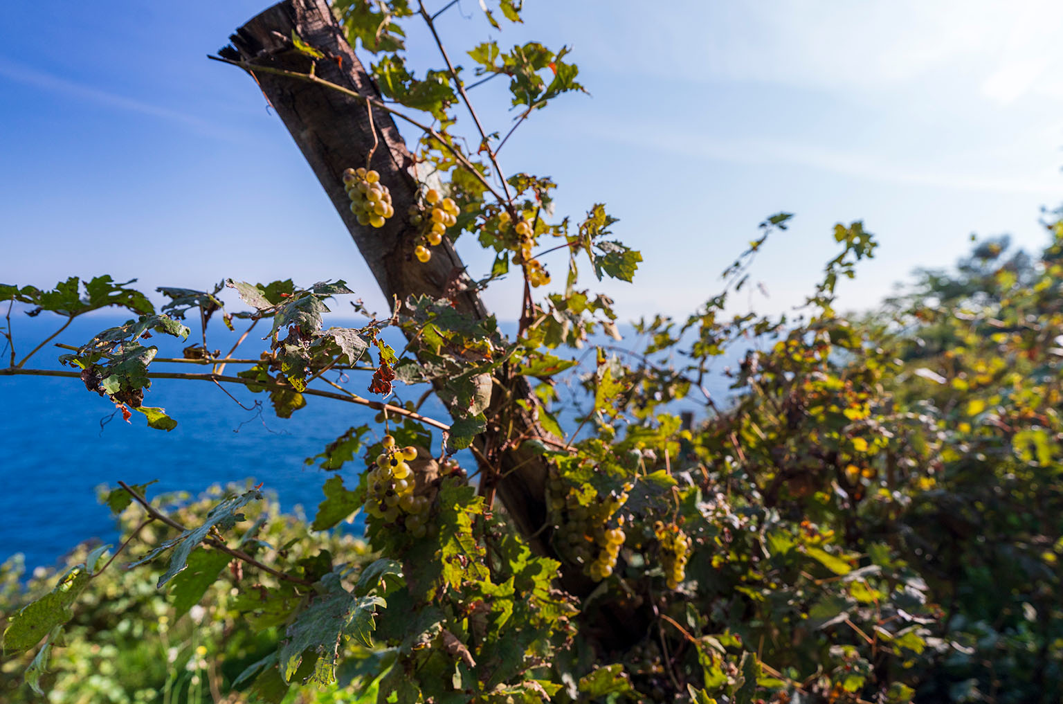 azienda-agricola-lubrano-lavadera-procida