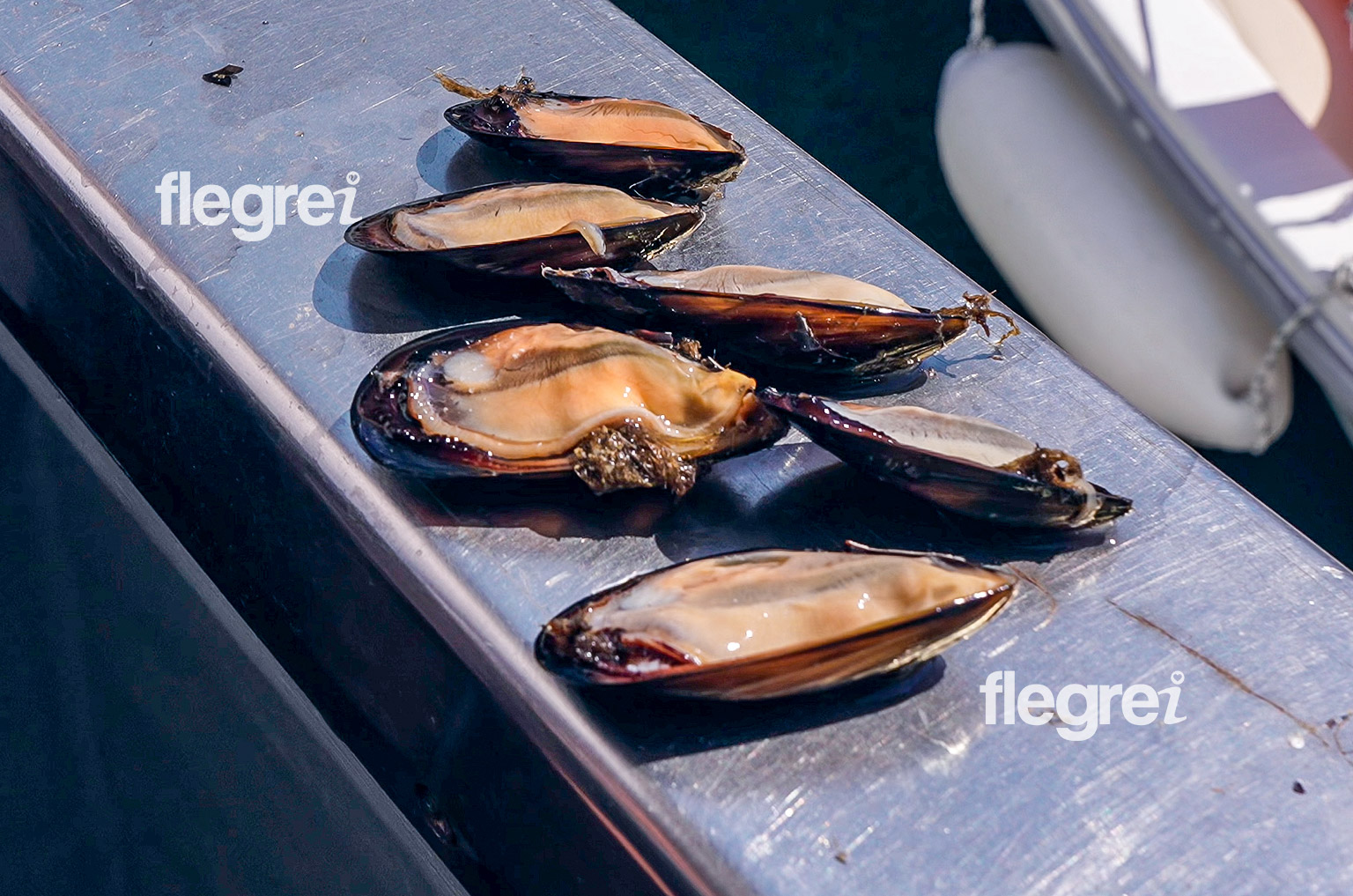 allevamento-cozze-ostriche-mitili-campi-flegrei